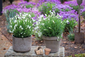 Lavender 'The Snow Princess' 1.5L Lavender 'The Snow Princess' 1.5L