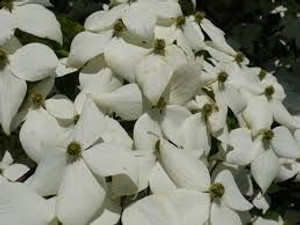 Cornus kousa 'Bonfire' 6L Cornus kousa 'Bonfire' 6L