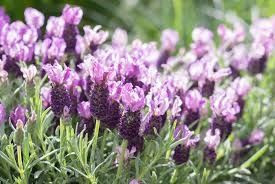Lavender 'Pinkberry Ruffles' 2L