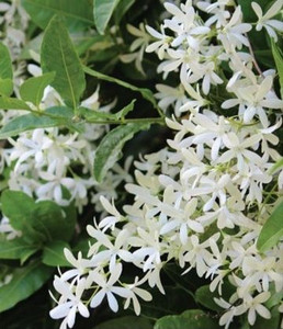 Petrea volubilis 'Snow Stars' 3.5L