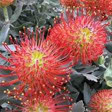 Leucospermum 'Ayoba Red' 1.5L