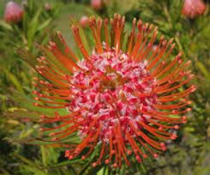 Leucospermum 'Tango' 1.5L