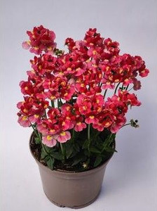 Nemesia 'Coral Kiss' 14cm