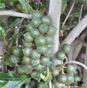 Macadamia 'Nelmak 2' 3.3L