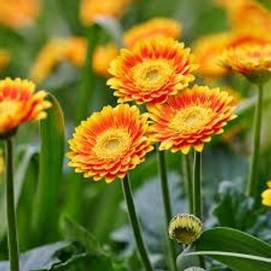 Gerbera garvinea 'Sweet Blaze' 1.5L