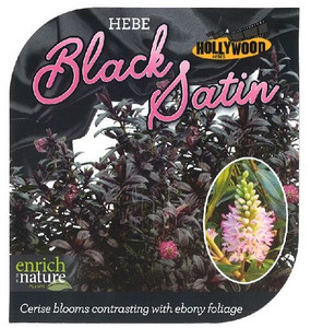 Hebe 'Black Satin' 2.5L