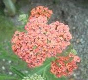 Achillea 'Autumn Sunrise' 1.5L