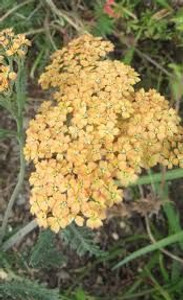 Achillea 'Butterscotch' 1.5L