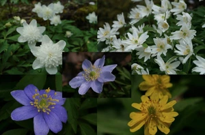 Anemone nemorosa 'Assorted' 1.5L