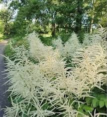 Aruncus dioicus 1.5L