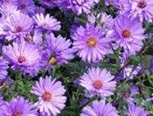 Aster 'Coombes Violet' 1.5L