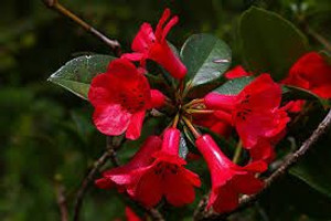 Rhododendron vireya lochiae 3.3L Rhododendron vireya lochiae 3.3L