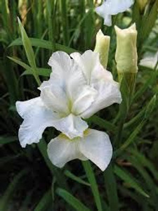 Iris kaempferi 'Snow Queen' 2.5L Iris kaempferi 'Snow Queen' 2.5L