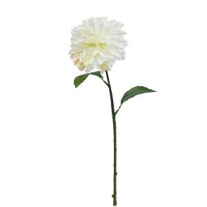 Dahlia - Pompon White