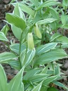 Disporum sessile 'Variegatum' 1.5L Disporum sessile 'Variegatum' 1.5L