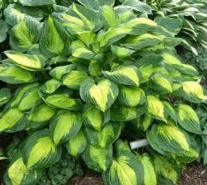Hosta 'Captain Kirk' 2.5L