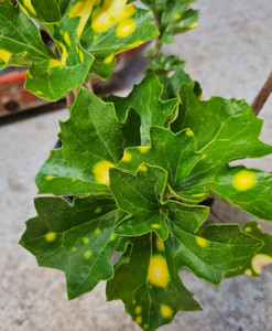 Ligularia 'Spotted Martian' 2L