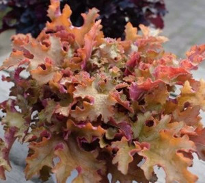 Heuchera 'Orangeberry' 2L