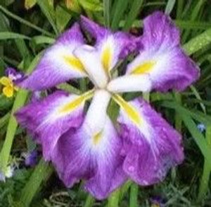 Iris japanese 'Inspiration' 3L