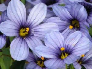 Sisyrinchium 'Devon Skies' 1.3L (101963) 1.3L