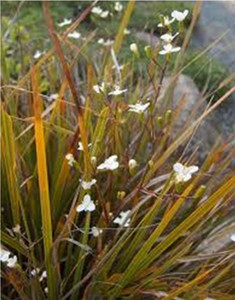 Libertia ixodies 1.9L