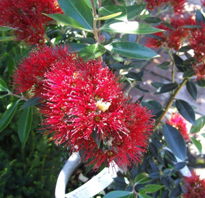 Metrosideros 'Cleveland Red' 2.5L