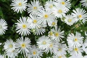 Delosperma 'Delightful White' 1.5L