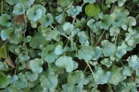 Dichondra 'Silver Falls' 12cm