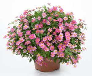 Bidens f 'Pretty In Pink' 1.5L