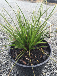 Lomandra 'Little Tuffy' 1.5L