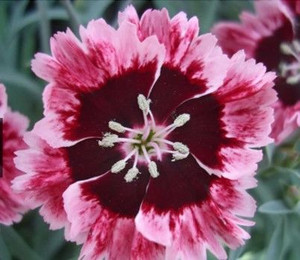 Dianthus 'Cherryburst' 14cm Dianthus 'Cherryburst' 14cm