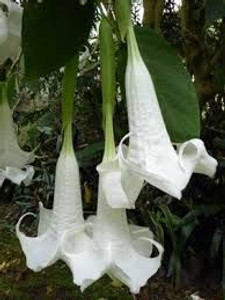 Brugmansia 'Matapouri Virgo' 5L Brugmansia 'Matapouri Virgo' 5L