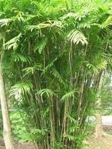Chamaedorea seifrizii 45L Chamaedorea seifrizii 45L