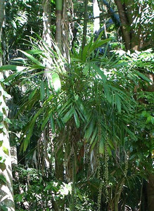Linospadix monostachya 5.5L Linospadix monostachya 5.5L