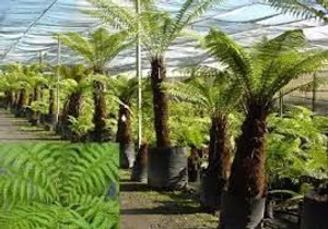 Dicksonia fibrosa PB18