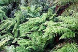 Cyathea smithii PB18