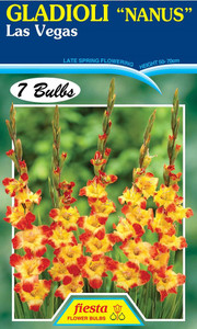 Gladioli Nanus 'Las Vegas' 7 (102544)