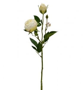 Peony - Bordeaux Aged White