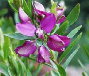 Polygala 'Little Bibi' 1.5L