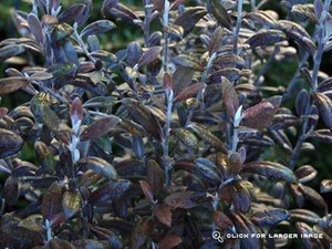 Corokia 'Bronze King' 3.5L