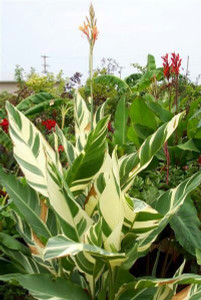 Canna Stuttgart 3.5L