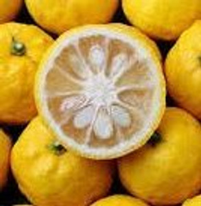 Citrus 'Yuzu' 4.7L (102846) 4.7L Citrus 'Yuzu' 4.7L (102846) 4.7L