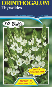 Ornithogalum 'Thyrsoides' 10