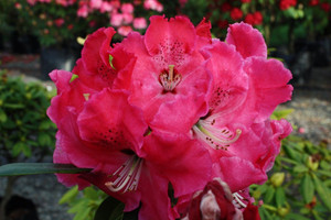 Rhododendron 'Arnold Piper' 8L (102959) 8L Rhododendron 'Arnold Piper' 8L (102959) 8L