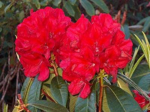 Rhododendron 'Bibiani' 8L (102961) 8L Rhododendron 'Bibiani' 8L (102961) 8L