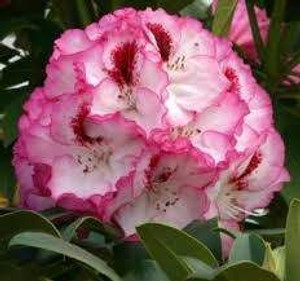 Rhododendron 'Cherry Cheesecak 8L (102969) 8L Rhododendron 'Cherry Cheesecak 8L (102969) 8L