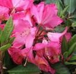Rhododendron 'Denali' 8L (102973) 8L Rhododendron 'Denali' 8L (102973) 8L