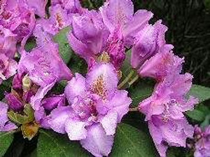 Rhododendron 'Fastuosum Flore 8L Rhododendron 'Fastuosum Flore 8L