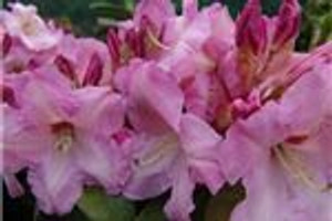 Rhododendron 'Gordon Valley Su 8L (102977) 8L Rhododendron 'Gordon Valley Su 8L (102977) 8L