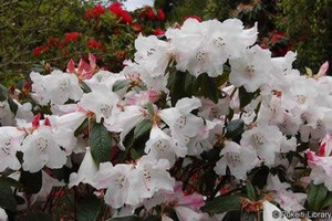 Rhododendron 'John Bull' 8L (102983) 8L Rhododendron 'John Bull' 8L (102983) 8L